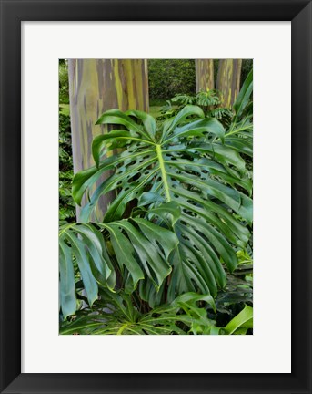 Framed Split Leaf Philodendron And Rainbow Eucalyptus Tree, Kula Botanical Gardens, Maui, Hawaii Print