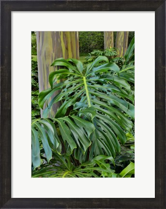 Framed Split Leaf Philodendron And Rainbow Eucalyptus Tree, Kula Botanical Gardens, Maui, Hawaii Print