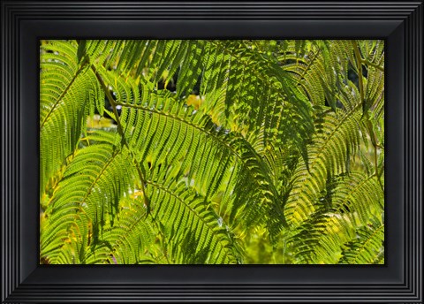Framed Kula Botanical Gardens, Upcountry, Maui, Hawaii Print