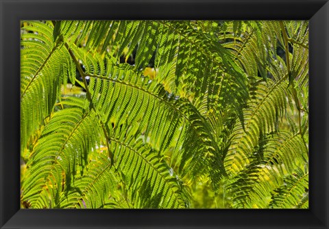 Framed Kula Botanical Gardens, Upcountry, Maui, Hawaii Print