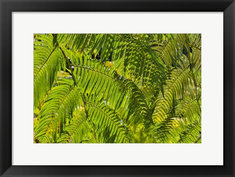 Framed Kula Botanical Gardens, Upcountry, Maui, Hawaii Print