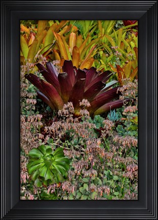 Framed Bromeliad Planting On Hillside, Upcountry, Maui, Hawaii Print