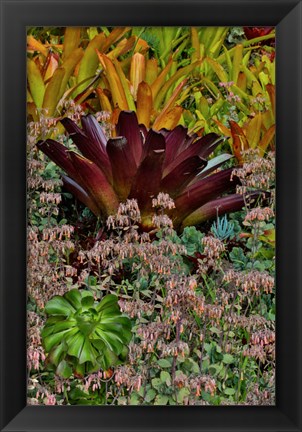 Framed Bromeliad Planting On Hillside, Upcountry, Maui, Hawaii Print