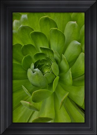 Framed Succulent Close-Up, Upcountry, Maui, Hawaii Print
