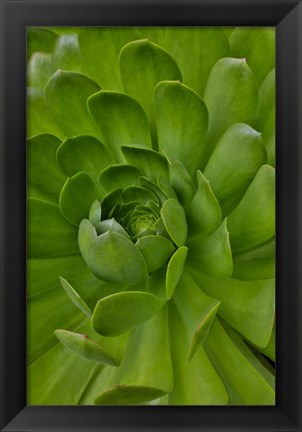 Framed Succulent Close-Up, Upcountry, Maui, Hawaii Print