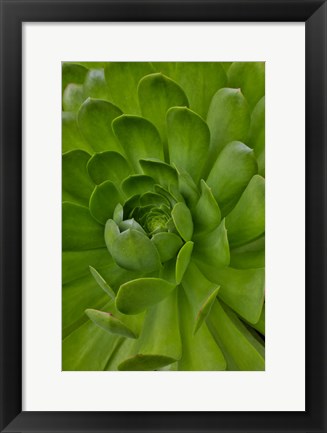 Framed Succulent Close-Up, Upcountry, Maui, Hawaii Print