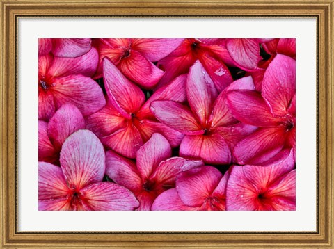 Framed Plumeria Flower Grouping, Maui, Hawaii Print