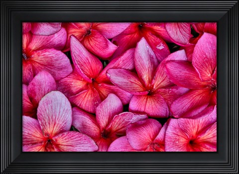 Framed Plumeria Flower Grouping, Maui, Hawaii Print