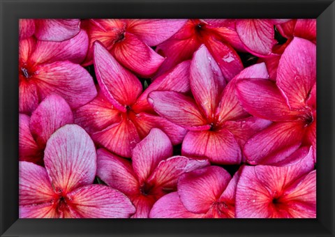 Framed Plumeria Flower Grouping, Maui, Hawaii Print