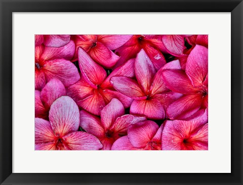 Framed Plumeria Flower Grouping, Maui, Hawaii Print