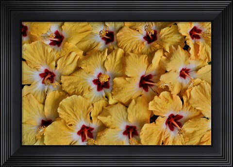 Framed Yellow Hibiscus Flower Grouping, Maui, Hawaii Print