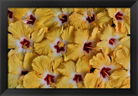 Framed Yellow Hibiscus Flower Grouping, Maui, Hawaii Print