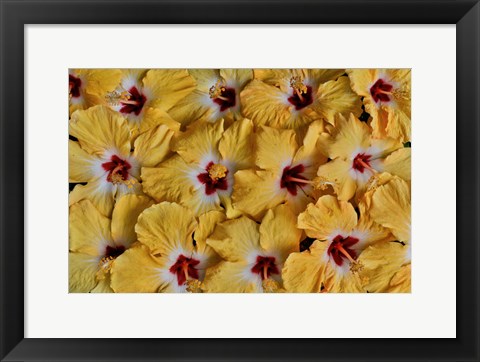 Framed Yellow Hibiscus Flower Grouping, Maui, Hawaii Print