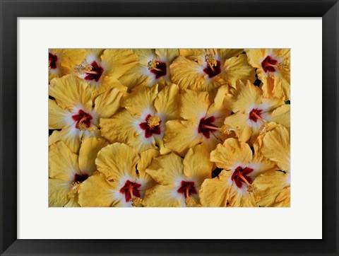 Framed Yellow Hibiscus Flower Grouping, Maui, Hawaii Print