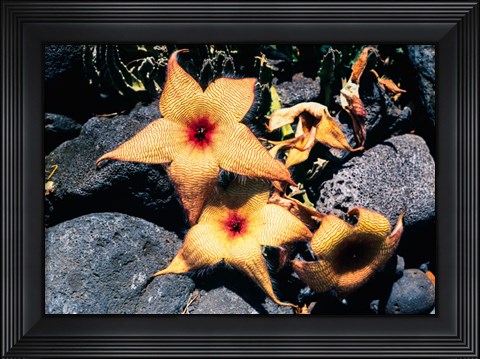 Framed Starfish Flowers, Hawaii Print