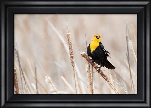 Framed Idaho, Market Lake Wildlife Management Area, Yellow-Headed Blackbird On Cattail Print