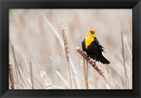 Framed Idaho, Market Lake Wildlife Management Area, Yellow-Headed Blackbird On Cattail Print