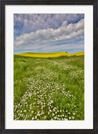 Framed Large Field Of Canola On The Washington State And Idaho Border Near Estes, Idaho Print