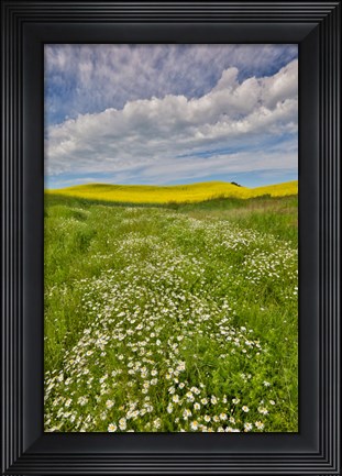 Framed Large Field Of Canola On The Washington State And Idaho Border Near Estes, Idaho Print