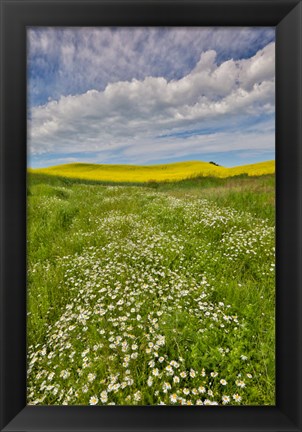 Framed Large Field Of Canola On The Washington State And Idaho Border Near Estes, Idaho Print