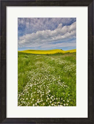 Framed Large Field Of Canola On The Washington State And Idaho Border Near Estes, Idaho Print