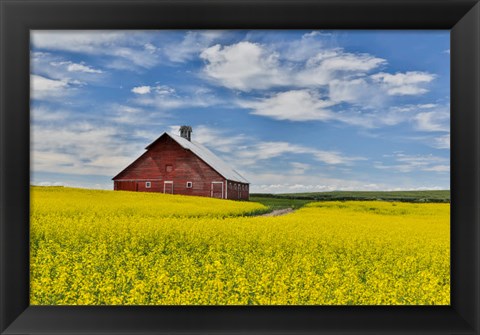 Framed Red Barn In Canola Field Near Genesee, Idaho, Print