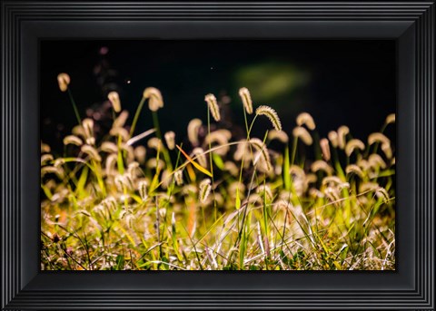 Framed Backlit Grass Seedhead Print