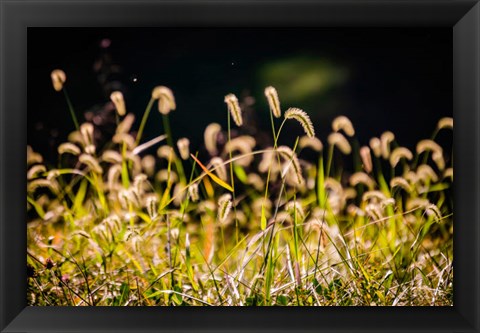 Framed Backlit Grass Seedhead Print