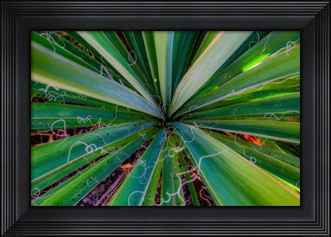 Framed Close-Up Of Yucca Plant Leaves Print