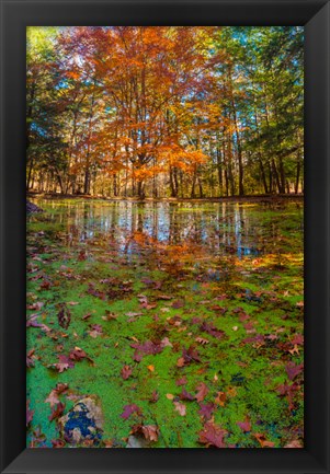 Framed Fall Foliage Reflection In Lake Water Print