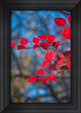 Framed Red Leaves On Tree Branch Against Blue Sky Print