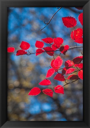 Framed Red Leaves On Tree Branch Against Blue Sky Print