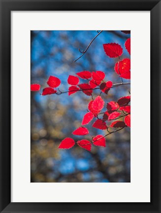 Framed Red Leaves On Tree Branch Against Blue Sky Print