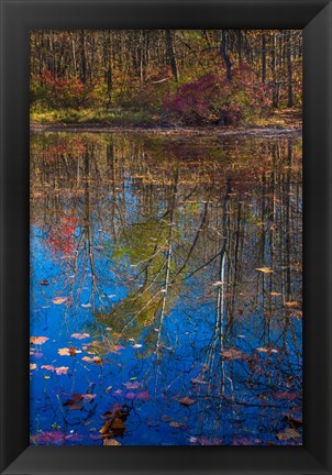 Framed Fall Foliage Reflection In Lake Water Print