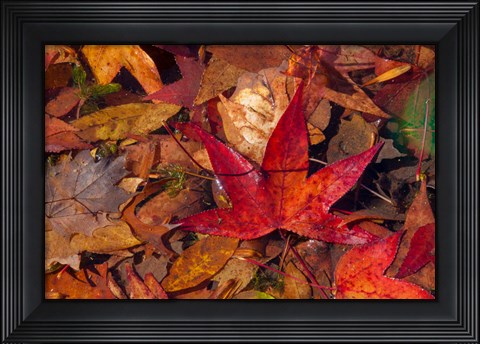 Framed Fall Foliage Print