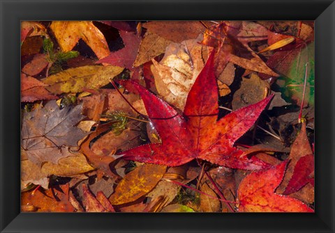 Framed Fall Foliage Print