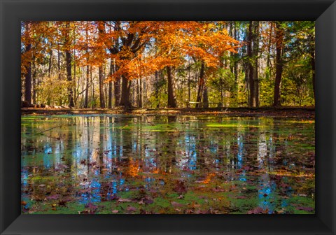 Framed Fall Foliage Reflection In Lake Water Print