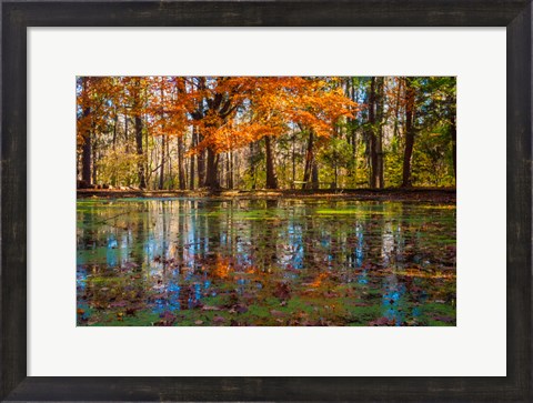 Framed Fall Foliage Reflection In Lake Water Print