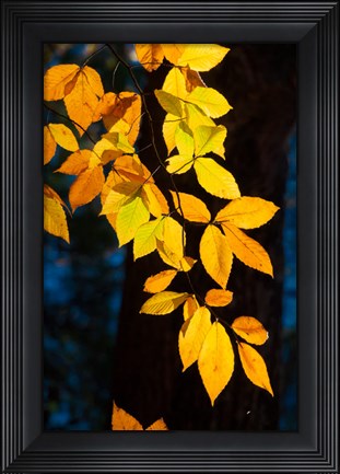 Framed Sunlight Filtering Through Colorful Fall Foliage Print