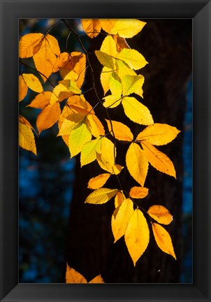 Framed Sunlight Filtering Through Colorful Fall Foliage Print