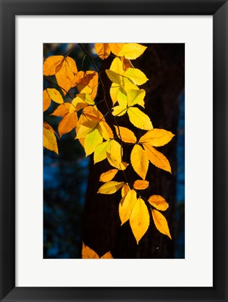 Framed Sunlight Filtering Through Colorful Fall Foliage Print