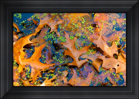 Framed Fallen Fall Foliage In Pond Among Aquatic Plants Print