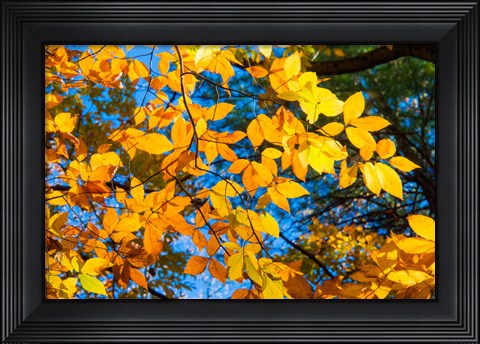 Framed Sunlight Filtering Through Colorful Fall Foliage 1 Print