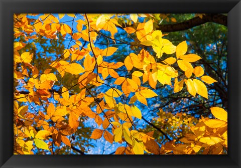 Framed Sunlight Filtering Through Colorful Fall Foliage 1 Print