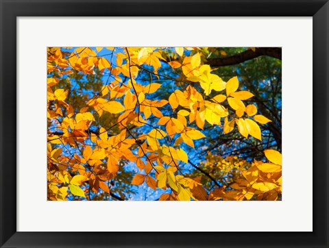 Framed Sunlight Filtering Through Colorful Fall Foliage 1 Print
