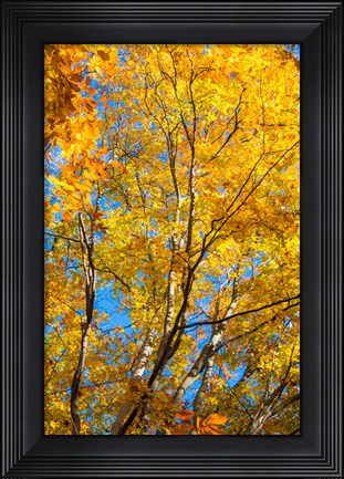 Framed Sunlight Filtering Through Colorful Fall Foliage 2 Print