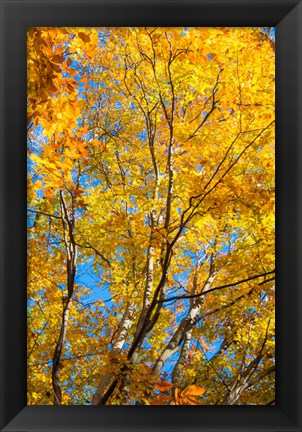 Framed Sunlight Filtering Through Colorful Fall Foliage 2 Print