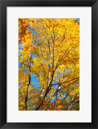 Framed Sunlight Filtering Through Colorful Fall Foliage 2 Print