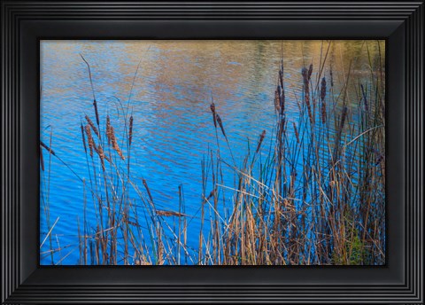 Framed Cattails At Edge Of Lake Print