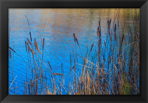 Framed Cattails At Edge Of Lake Print